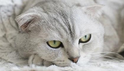 北京单场官网-骑虎难下的背后是背水一战 上港：要冒险切忌冒进