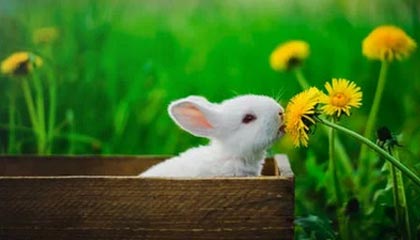 北单官网-十年如一梦，米兰梦回巅峰，伊布还是那个“上帝”